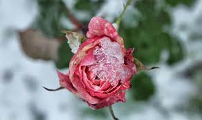 Winter Prune Roses To Avoid Storm