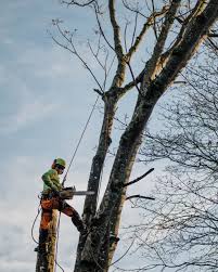 Tree Service In Camas, WA | New Day Arborist