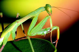 male mantises fight females to mate