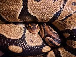 common health problems in pet snakes