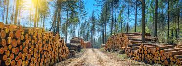 Should you invest in stora enso oyj (hlse:sterv)? Stora Enso Establishes A New Forest Division Global Wood Markets Info