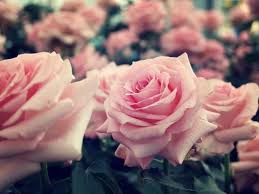 pink pastel roses pictures photos and