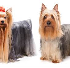 It has boundless energy and is very loyal, showing great affection for its immediate. Yorkshire Terrier Vs Silky Terrier How To Tell The Difference
