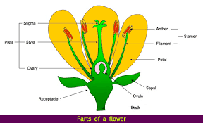 Parts of a flower advanced label the receptacle stamen pistil sepal. Parts Of A Flower Flower Parts Flower Structure Science Lessons