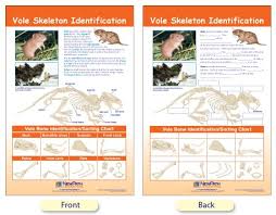 W94 4617 Vole Skeleton Identification Bulletin Board Chart