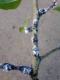 Apple Tree Diseases and Planting Location | Deep Green Permaculture