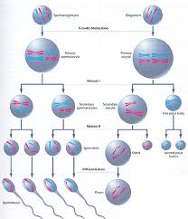 chapter 6 biology review flashcards