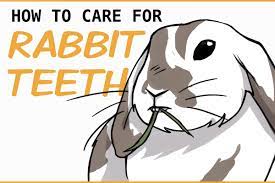 how to care for your rabbit s teeth
