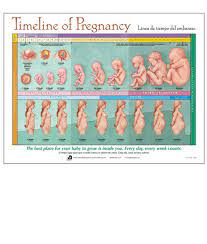 timeline of pregnancy chart