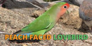 Peach Faced Lovebird Care Guide Personality Lifespan Price