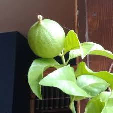 can you grow a lemon tree from a seed