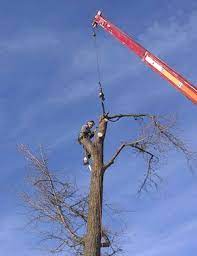 Maybe you would like to learn more about one of these? Tree Service Tree Removal Tree Trimming Beavercreek Oh