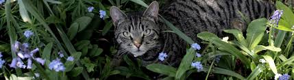 Are Forget Me Nots Toxic To Cats Cat