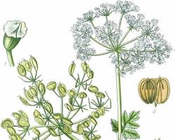 Obraz: Barszcz zwyczajny (Heracleum sphondylium)