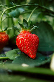 thinking about growing strawberries