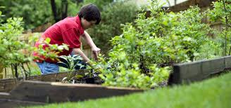 Master Gardeners Who Are They And How