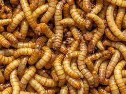 how to start a mealworm farm a