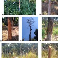 african gany trees khaya spp