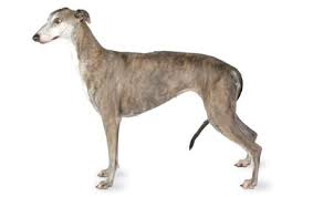Greyhound Dog Breed Information Pictures Characteristics