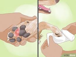 how to treat my dog s red paws 7