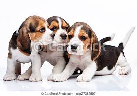 Pets in front of a white background. Beagle Puppies On White Background The Three Beagle Puppies Lying On The White Background Canstock