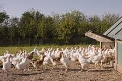 What are 4 examples of poultry?