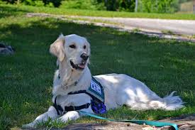 In other words, the dog allows the handler to overcome or improve his/her ability to function. How To Get A Service Dog How Much Is A Service Dog