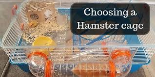 choosing dwarf or syrian hamster cages