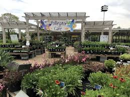 After Behnkes Where To Buy Plants