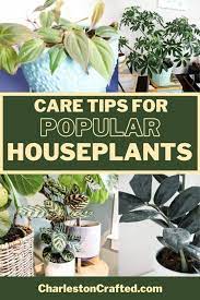 The Most Popular Houseplants And How