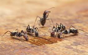 keeping ants out of your honolulu home