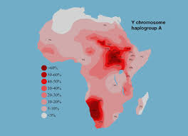 y chromosome haplogroups shape
