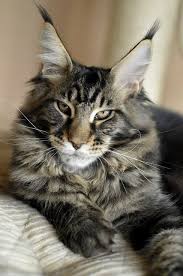 Below are our newest added maine coons available for adoption in texas. About Maine Coon Cats Maine Coon Kittens For Sale European Maine Coon Breeder Near Me Buy Huge Maine Coon Cat Giant Maine Coon Breeder Vasilis Maine Coon Cats