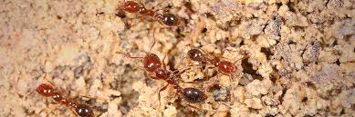 how to identify fire ants their mounds