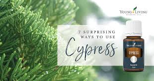 cypress oil young living essential oils