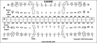 Canine Dental Chart Numbers Bedowntowndaytona Com