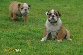 Previous pricec $30.33 17% off. British Bulldog Puppies Purebred With Papers