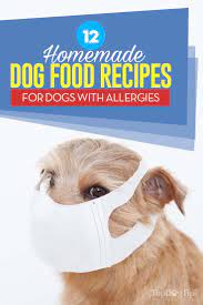 12 homemade dog food for allergies recipes