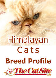 Diy cat toys / puzzles. Himalayan Cats Thecatsite Articles