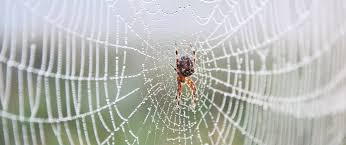 spider control in fort worth burleson