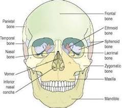 It is composed of 300 bones at birth, but later decreases to 80 bones in the axial skeleton and 126 bones in the appendicular skeleton. How Many Bones In The Face And Head What Are The Unpaired Facial Bones Quora It Is The Largest Bone In The Human Face And Is The Only Movable