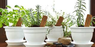 How To Keep Your Herb Garden Healthy
