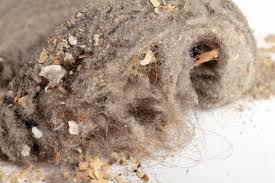 dangers of breathing in dust mites