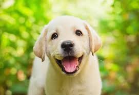 cute puppy images