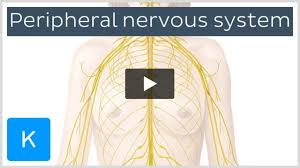 peripheral nervous system anatomy
