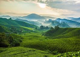 We have the best tours in cameron highlands. Hotels Com Singapore