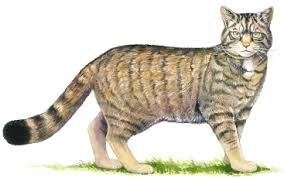How To Identify A Scottish Wildcat Scottish Wildcat Action