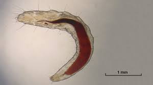 are flea larvae black fleascience