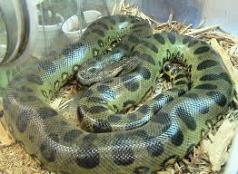 List Of Largest Snakes Wikipedia