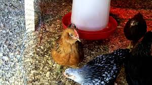 We did not find results for: 7 Week Old Baby Rooster Crowing Youtube